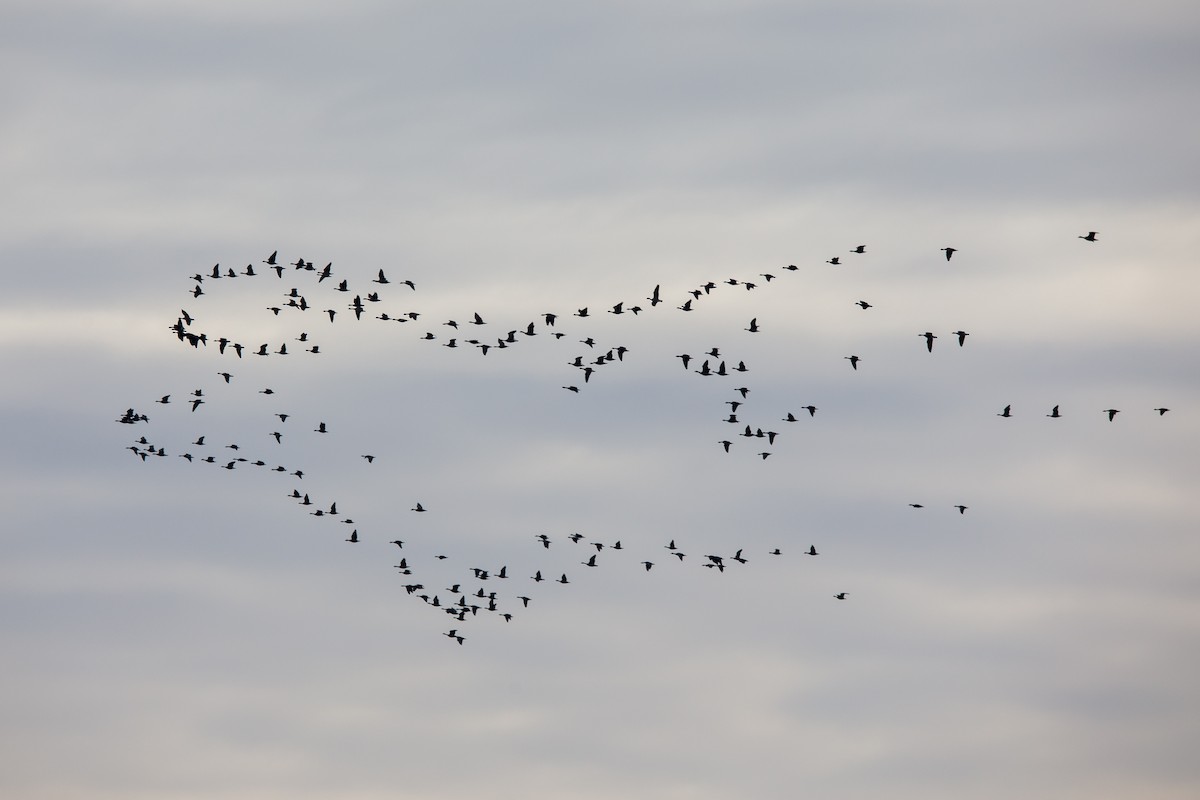 Canada Goose - ML646568016