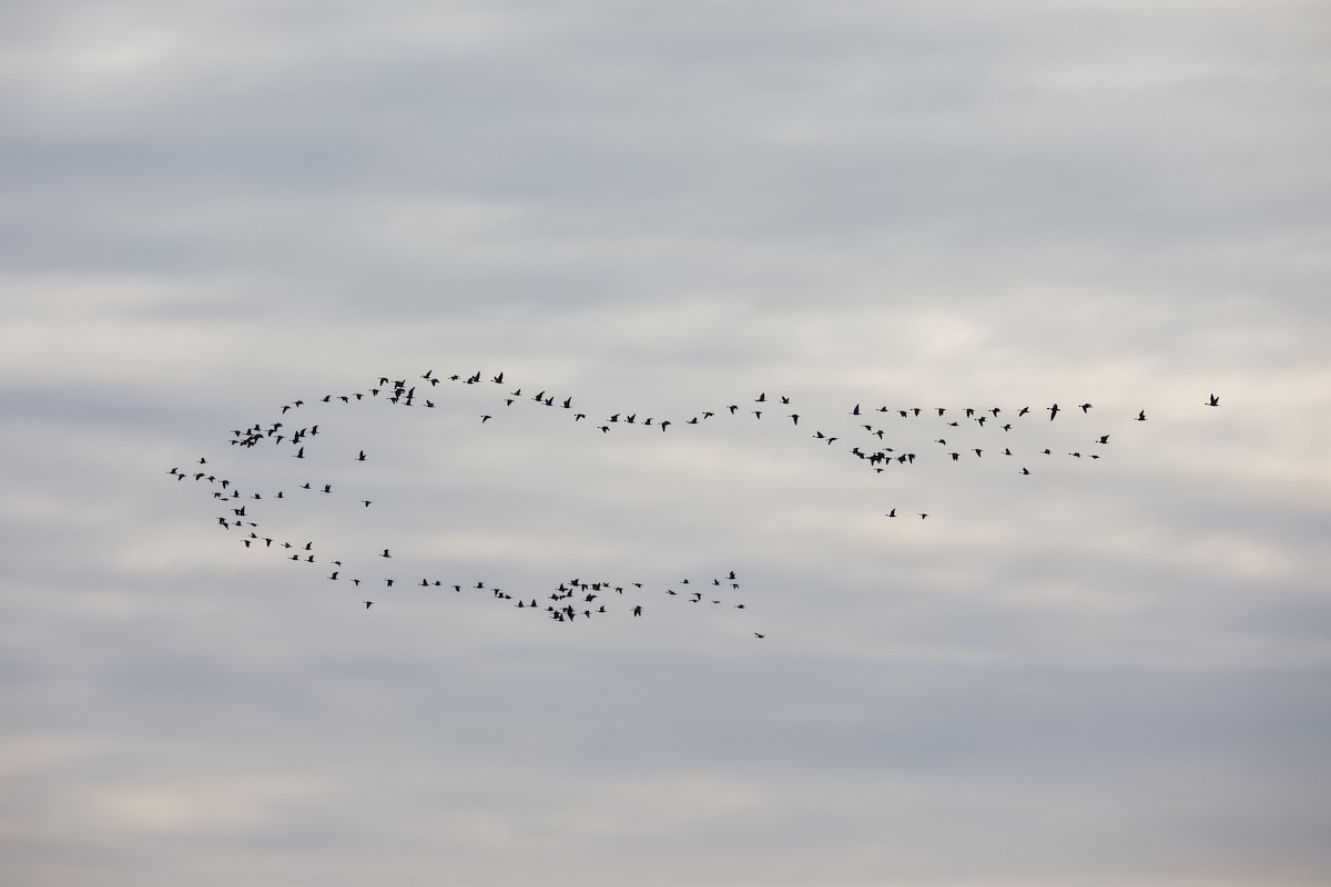 Canada Goose - ML646568017