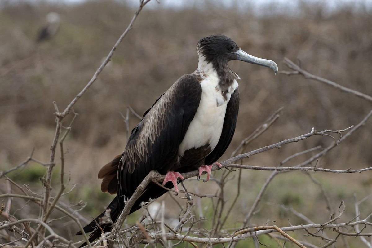 Magnificent Frigatebird - ML646568018