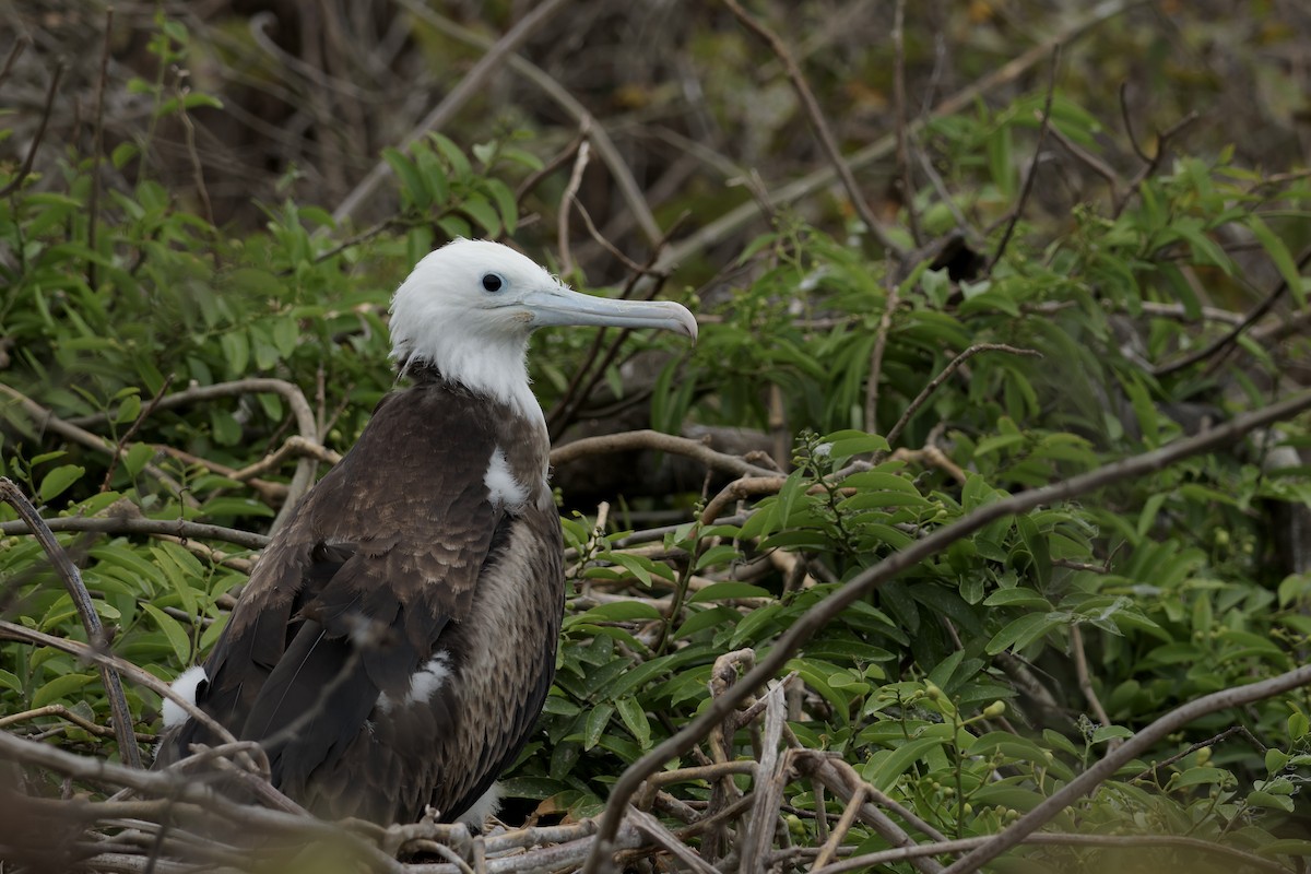 Magnificent Frigatebird - ML646568019
