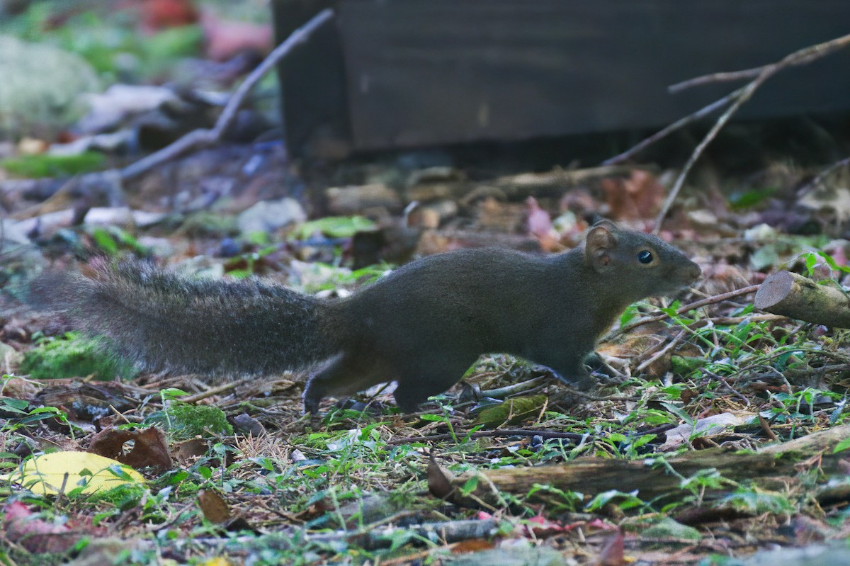 オーストンカオナガリス - ML646568020