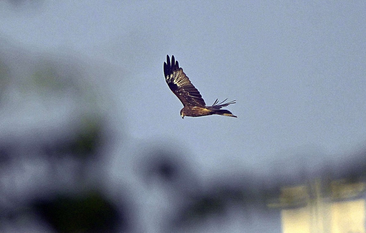 Black Kite - ML646568022