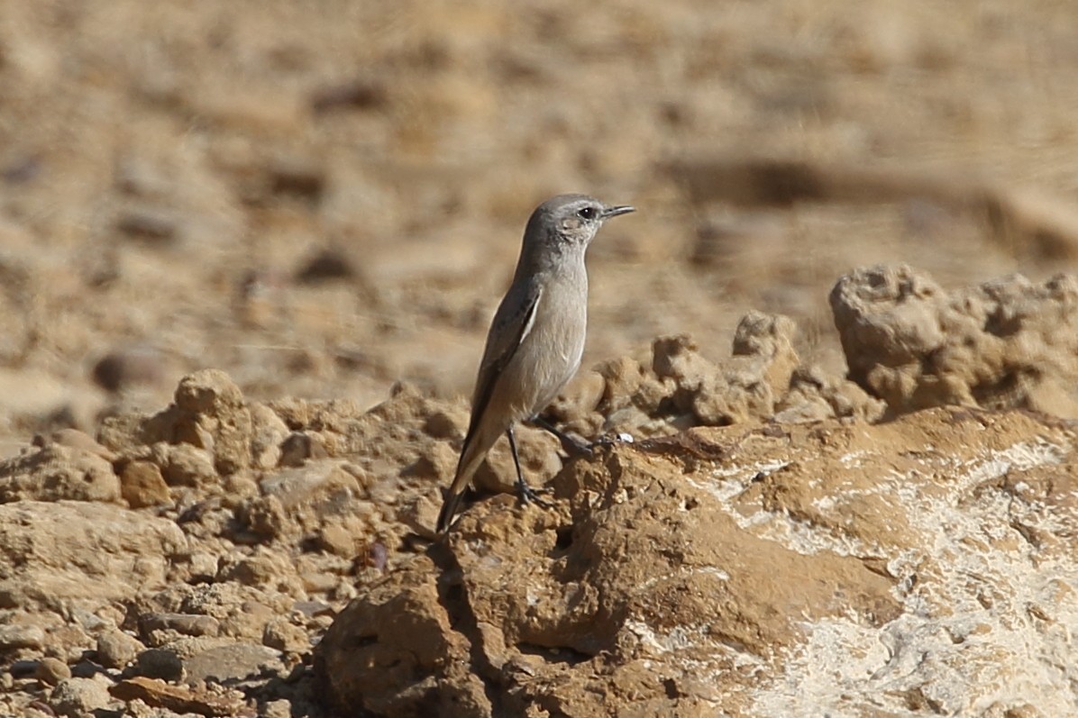 Persian Wheatear - ML646568023