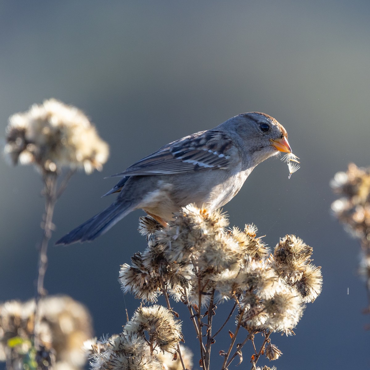 White-crowned Sparrow - ML646568024