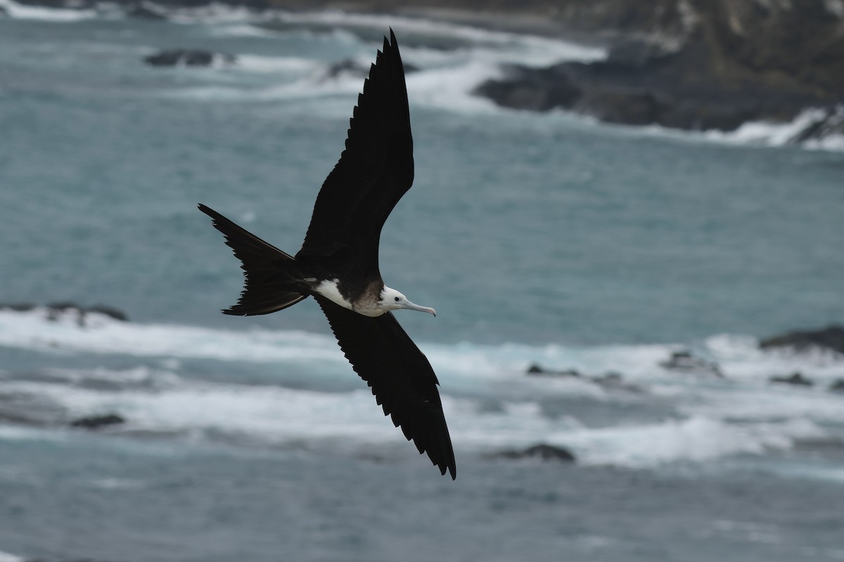 Magnificent Frigatebird - ML646568025
