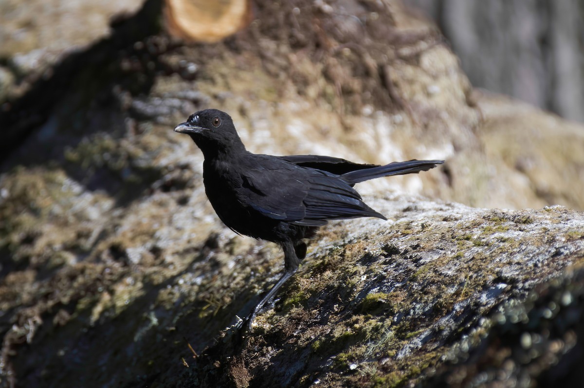 ルリチョウ - ML646568026