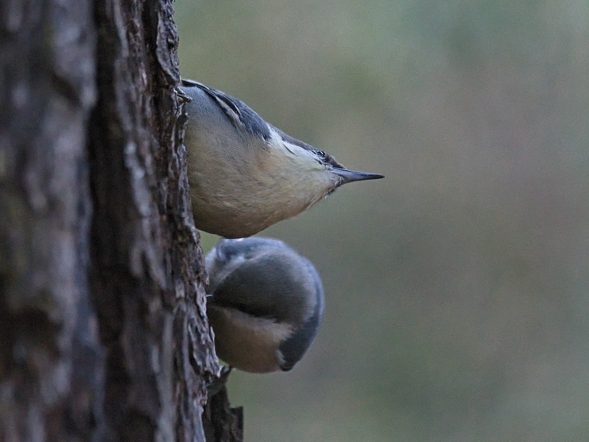 Pygmy Nuthatch - ML646568028
