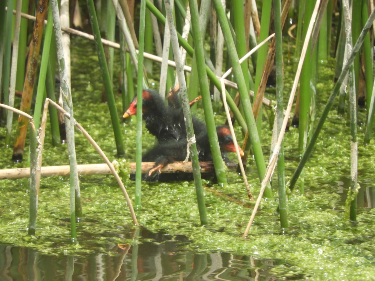 Dusky Moorhen - ML646568029