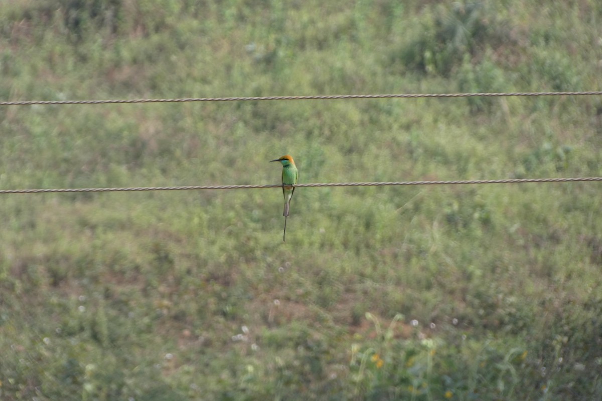 Asian Green Bee-eater - ML646568032