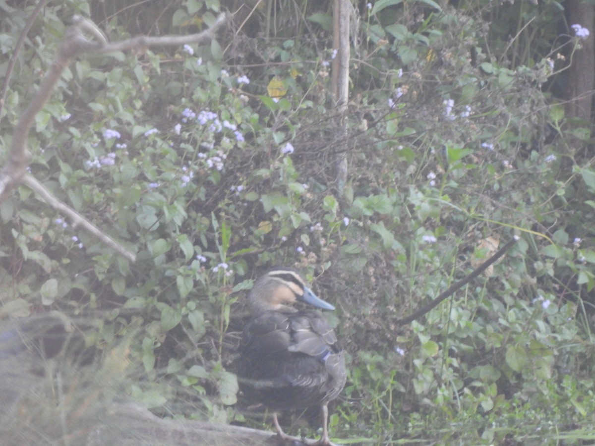 Pacific Black Duck - ML646568037