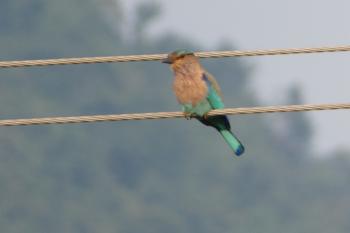 Indian Roller - ML646568038