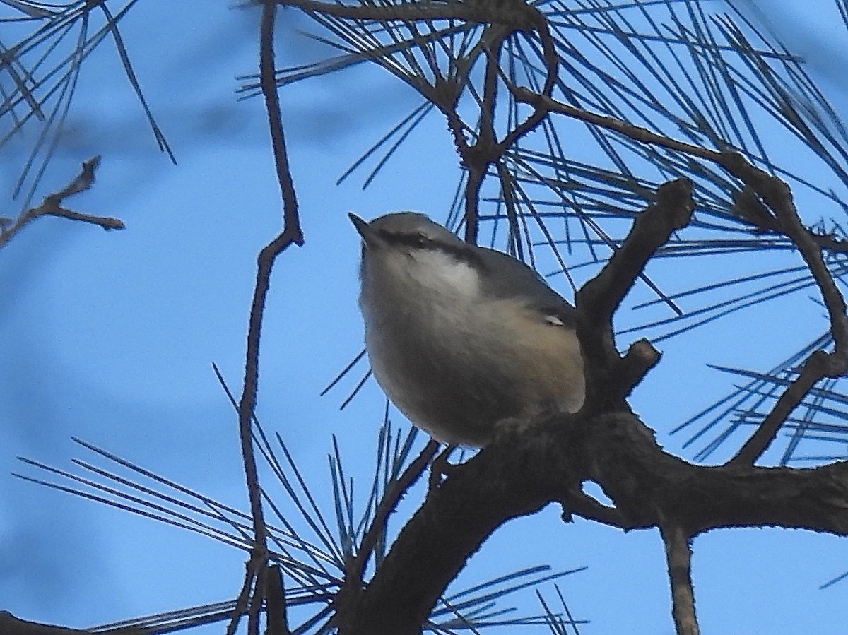 Повзик звичайний - ML646568047
