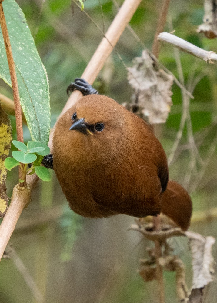 Rufous Wren - ML646568049