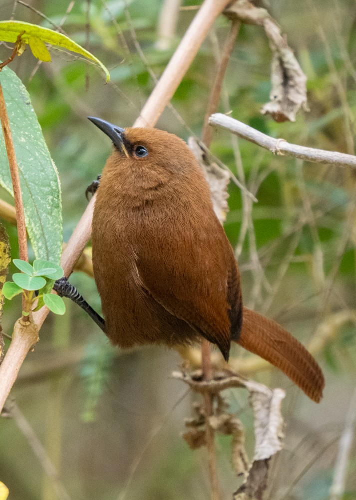 Rufous Wren - ML646568050