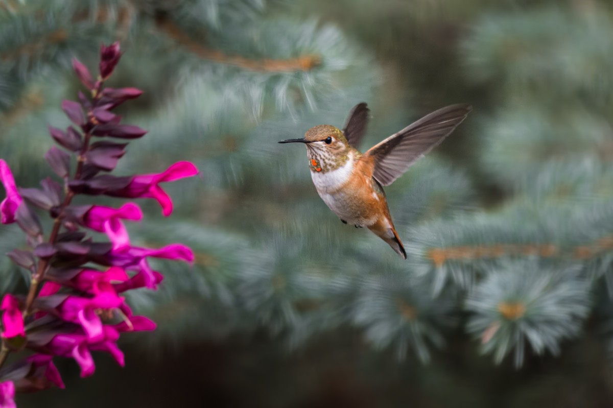 Rufous Hummingbird - ML646568056