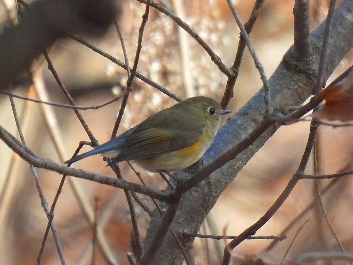 blåstjert - ML646568058