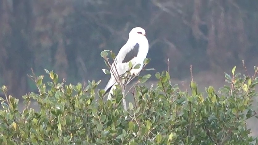 White-tailed Kite - ML646568059