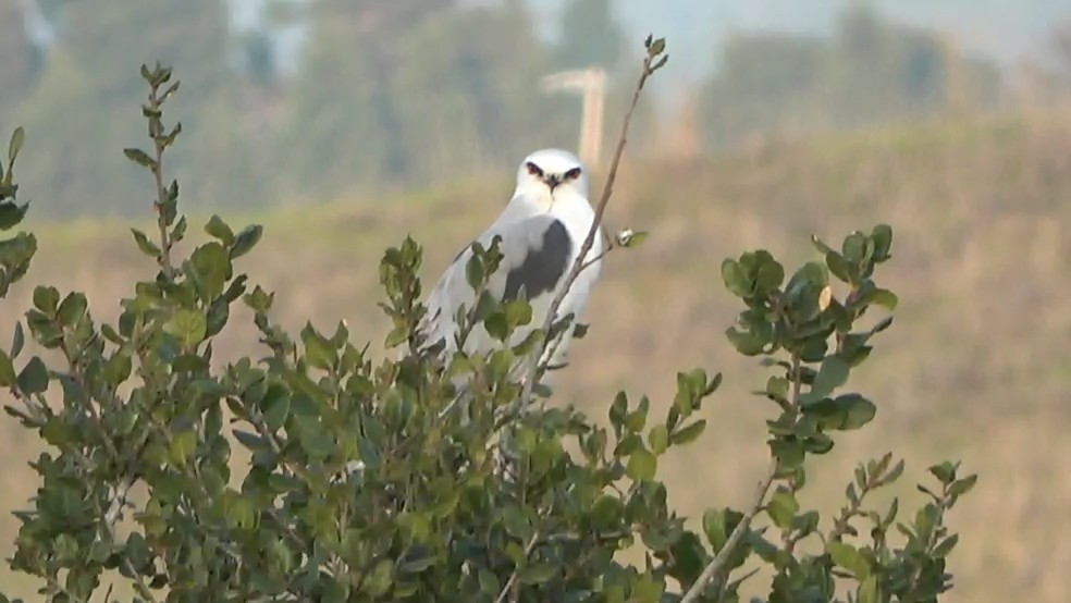 White-tailed Kite - ML646568060