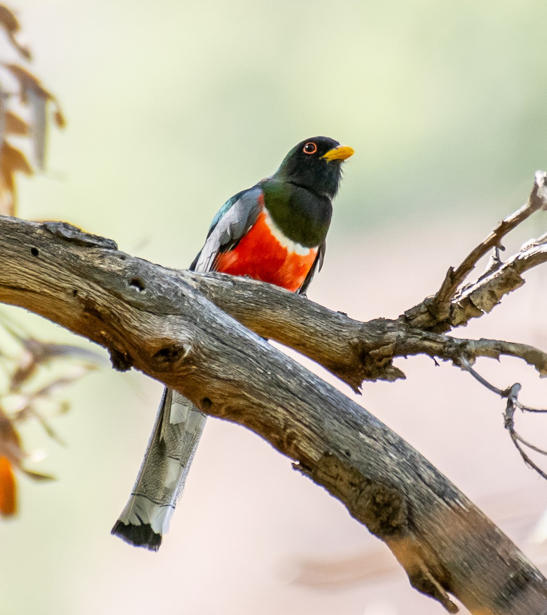 Coppery-tailed Trogon - ML646568069