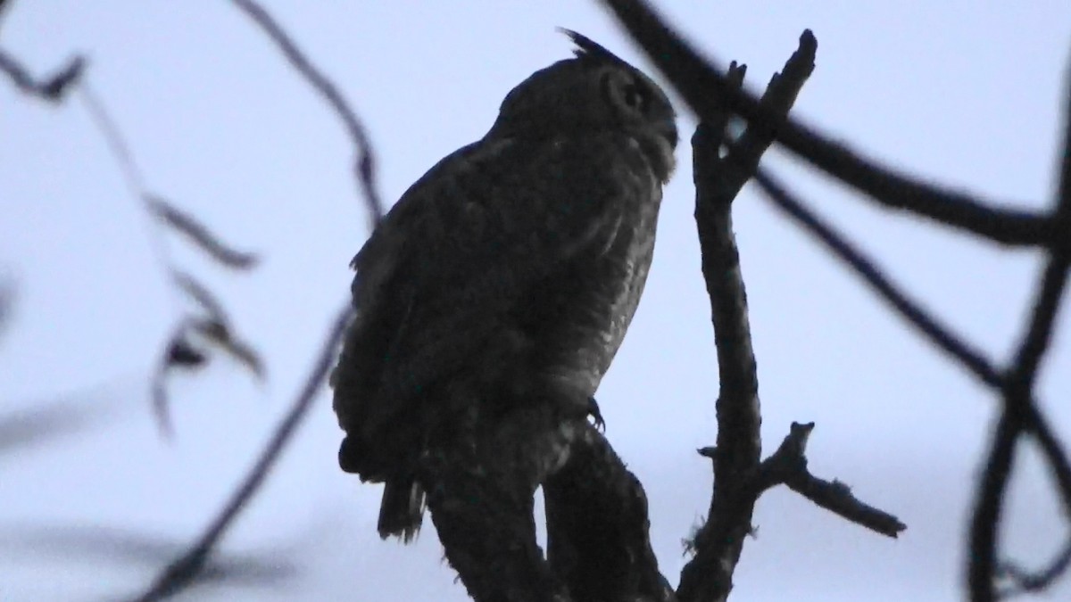 Great Horned Owl - ML646568071