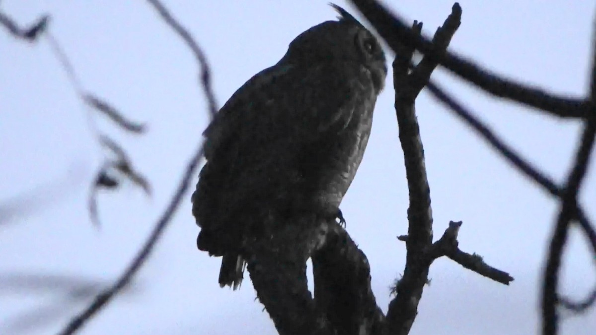 Great Horned Owl - ML646568072