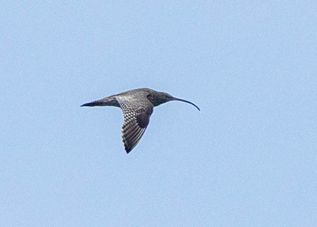 ホウロクシギ - ML646568077