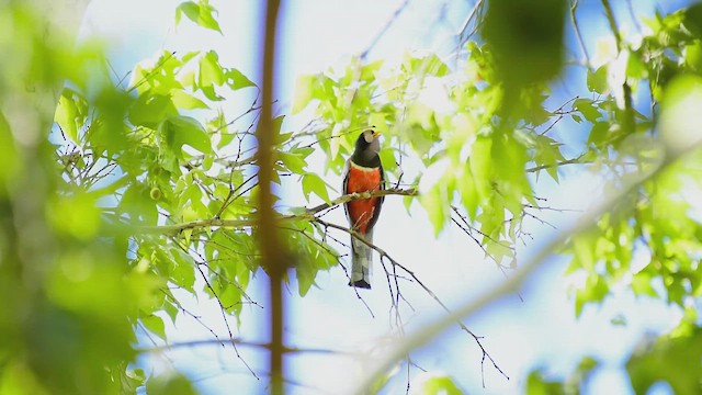 Coppery-tailed Trogon - ML646568082