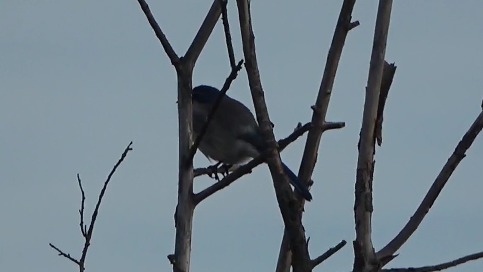 California Scrub-Jay - ML646568087