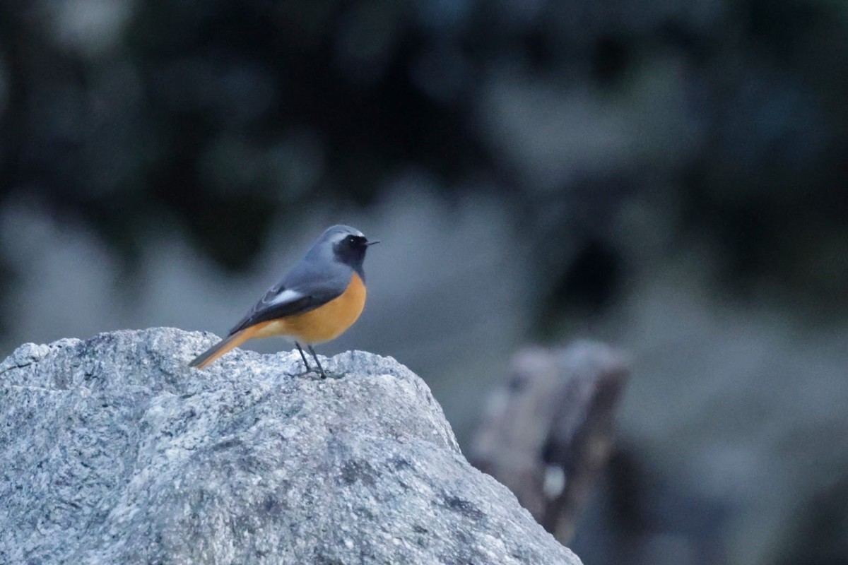 Colirrojo de Hodgson - ML646568088