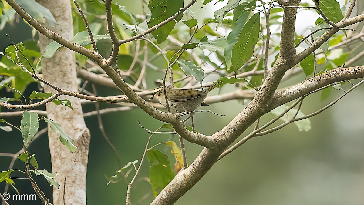 Green Hylia - ML646568108