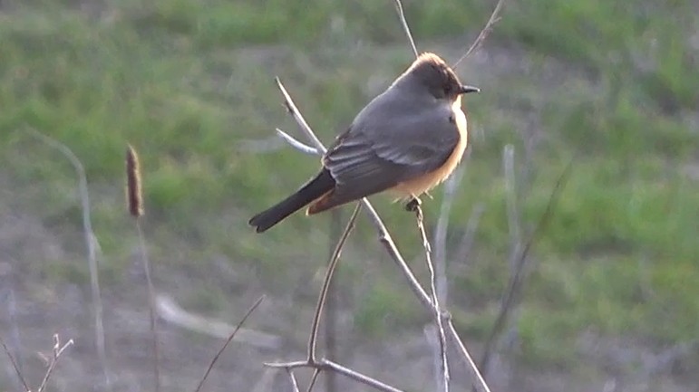 Black Phoebe - ML646568109