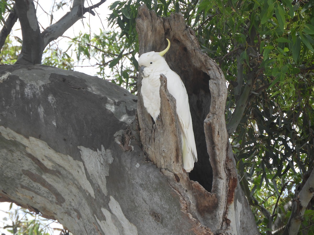 Sulphur-crested Cockatoo - ML646568111