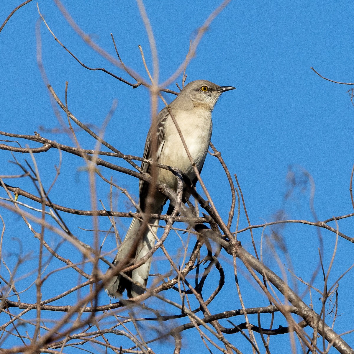 Northern Mockingbird - ML646568118