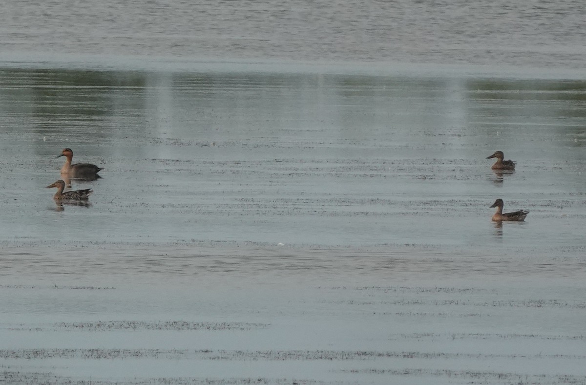 Northern Shoveler - ML646568126