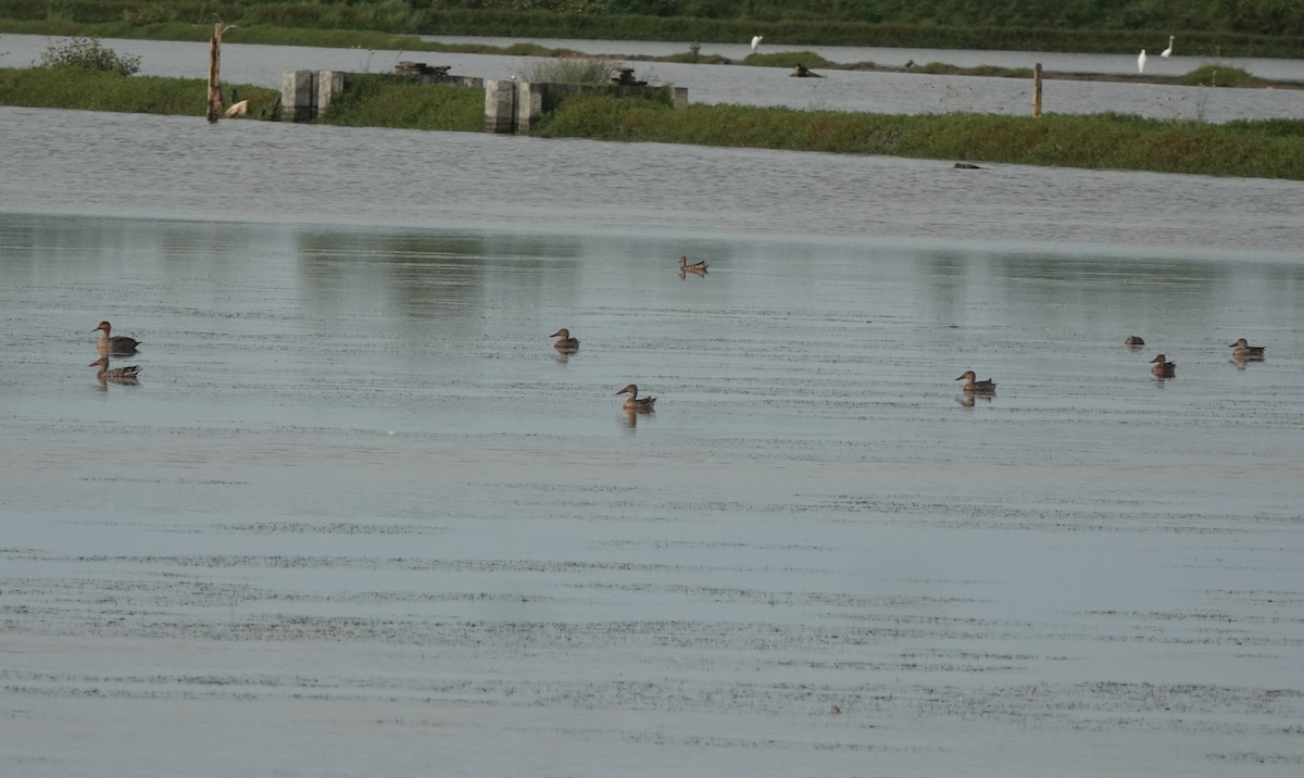 Northern Shoveler - ML646568127