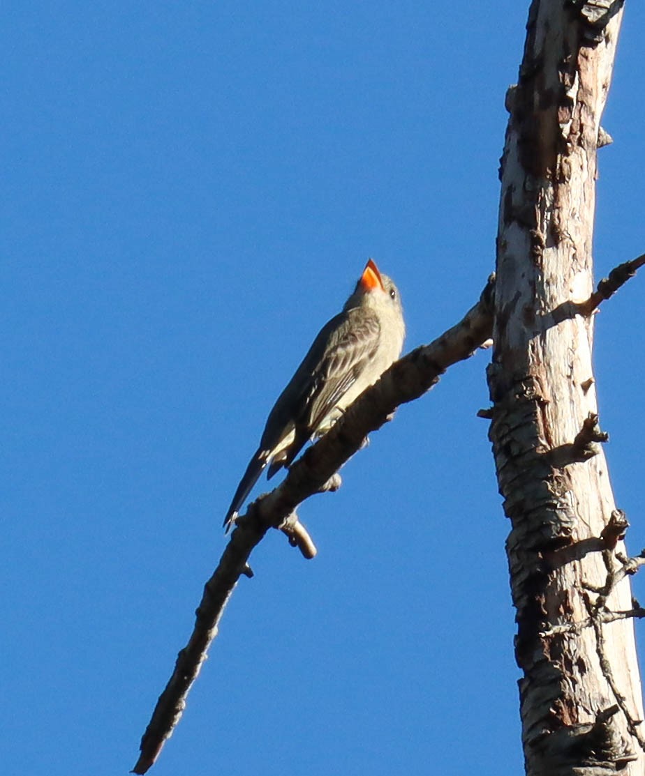 Greater Pewee - ML646568129