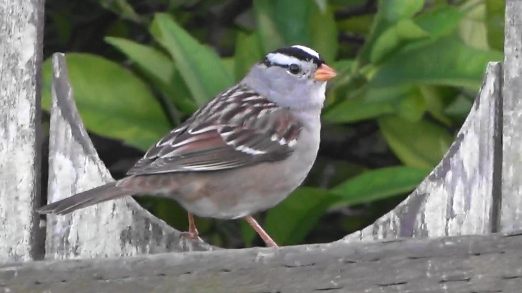 White-crowned Sparrow - ML646568131