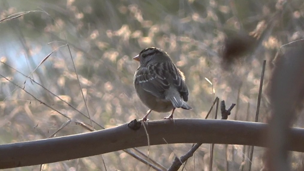 White-crowned Sparrow - ML646568132