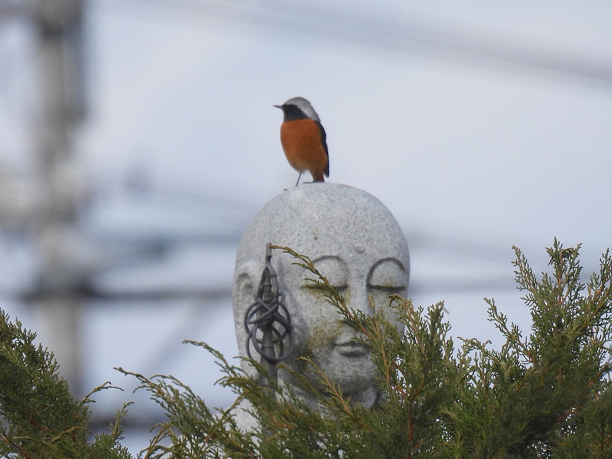 Daurian Redstart - ML646568133