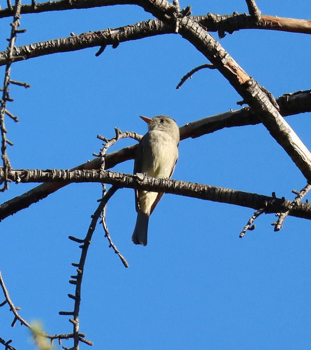 Greater Pewee - ML646568134