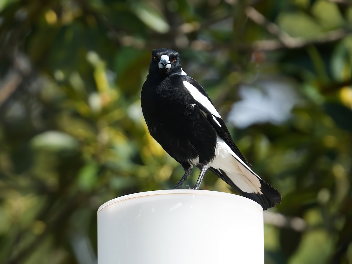 Australian Magpie (Black-backed) - ML646568135