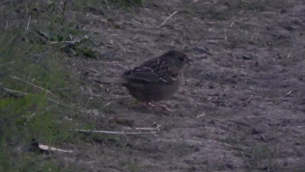 Golden-crowned Sparrow - ML646568136