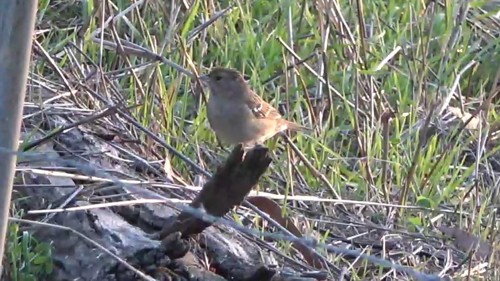 Golden-crowned Sparrow - ML646568137