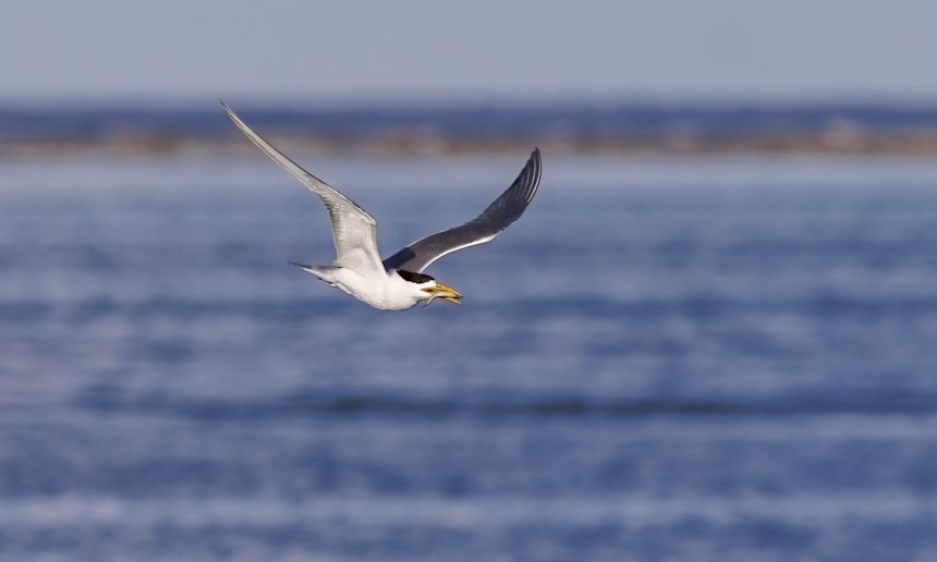 Great Crested Tern - ML646568138
