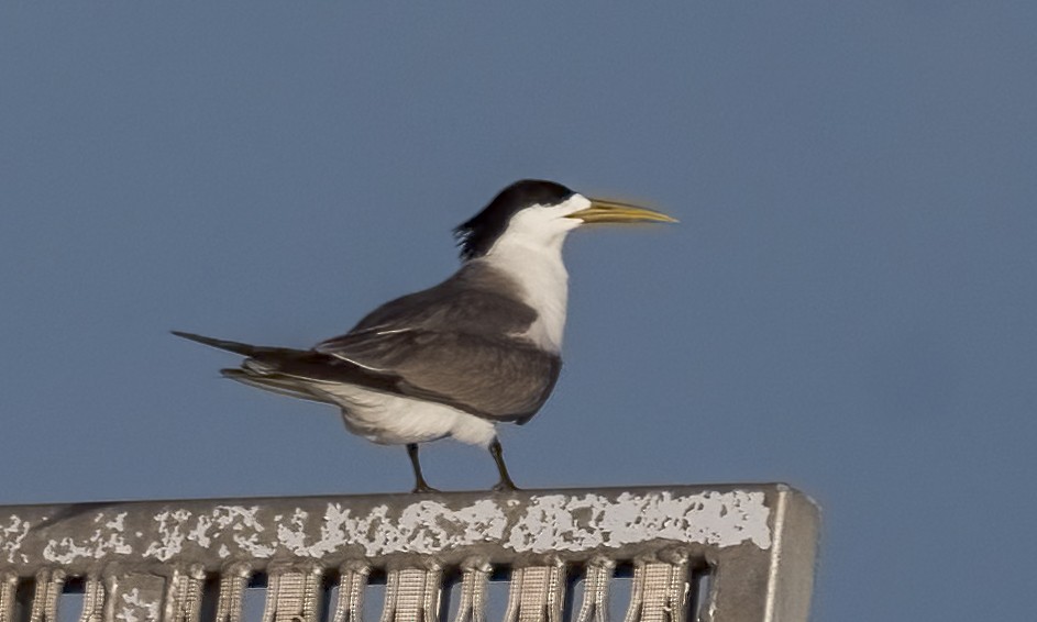 Great Crested Tern - ML646568139