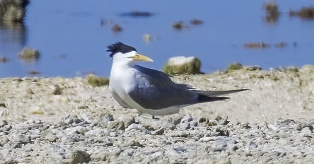 Great Crested Tern - ML646568140