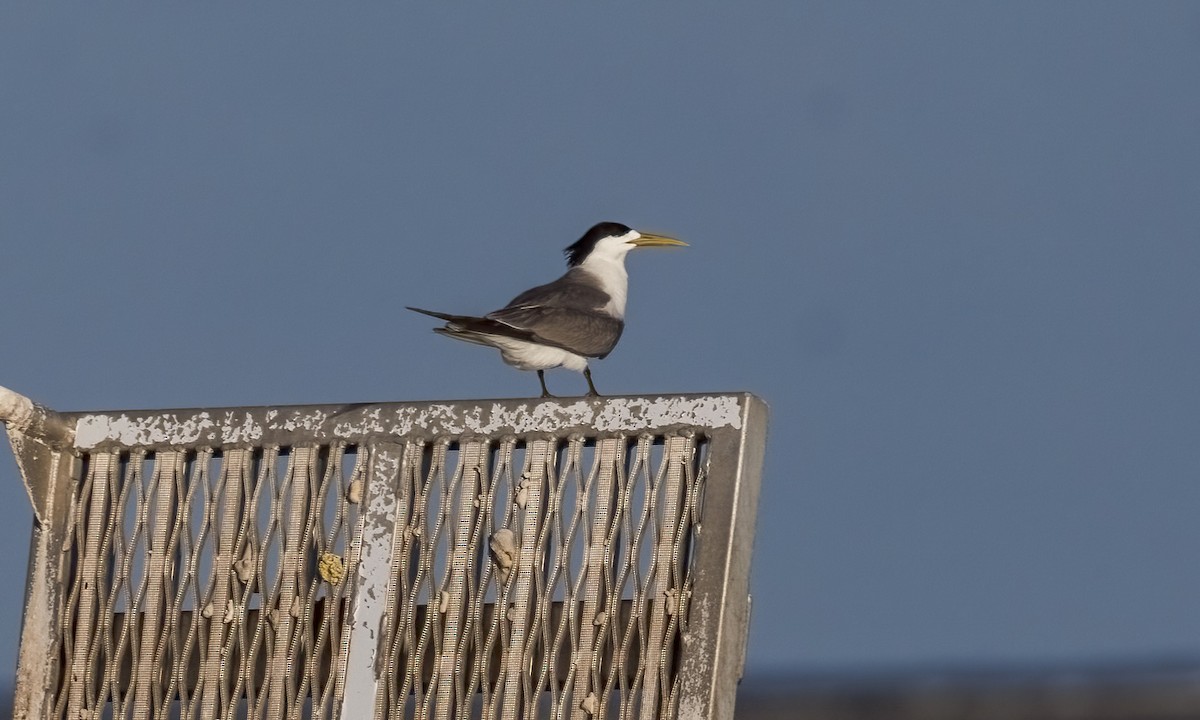Great Crested Tern - ML646568141