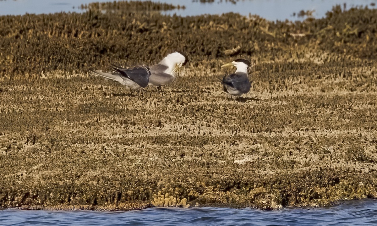 Great Crested Tern - ML646568142