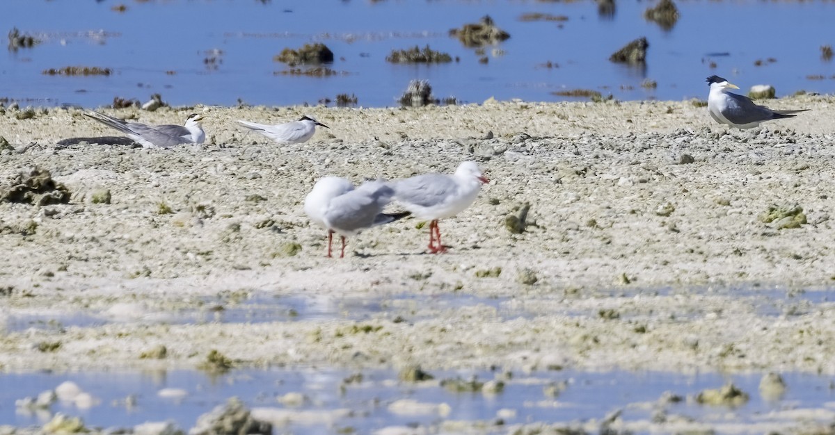 Great Crested Tern - ML646568143