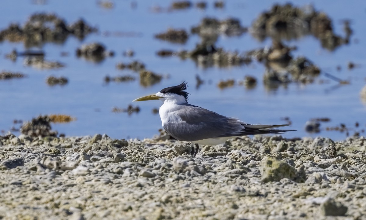 Great Crested Tern - ML646568144